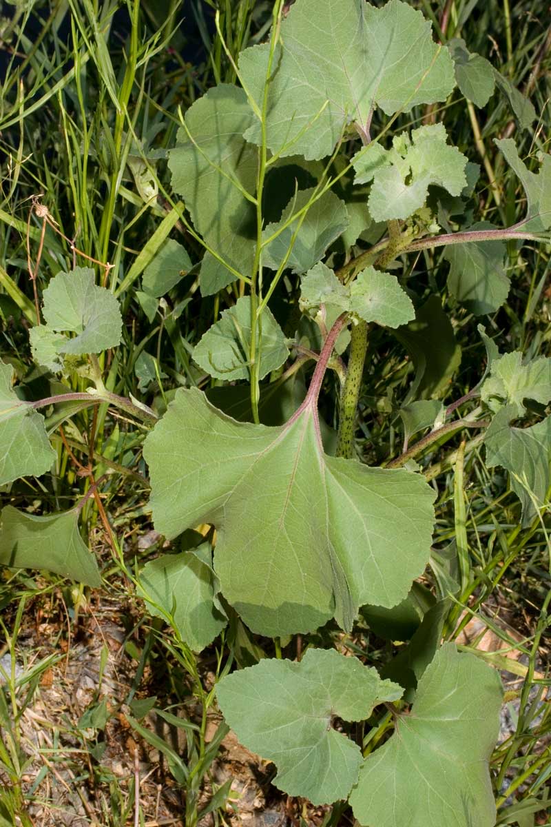 Xanthium orientale / Nappola orientale